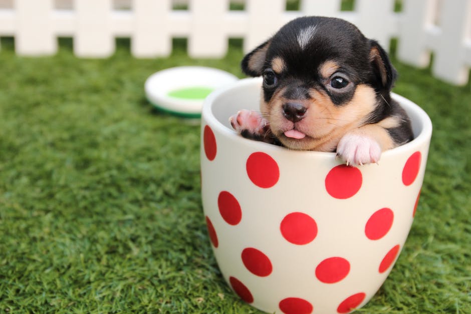 Features of the puppy's teeth