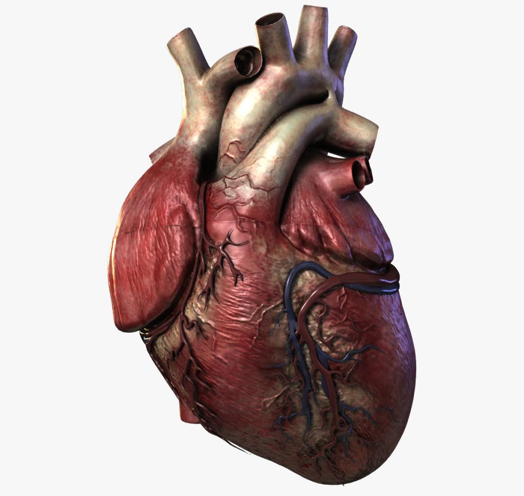 Орган сердца