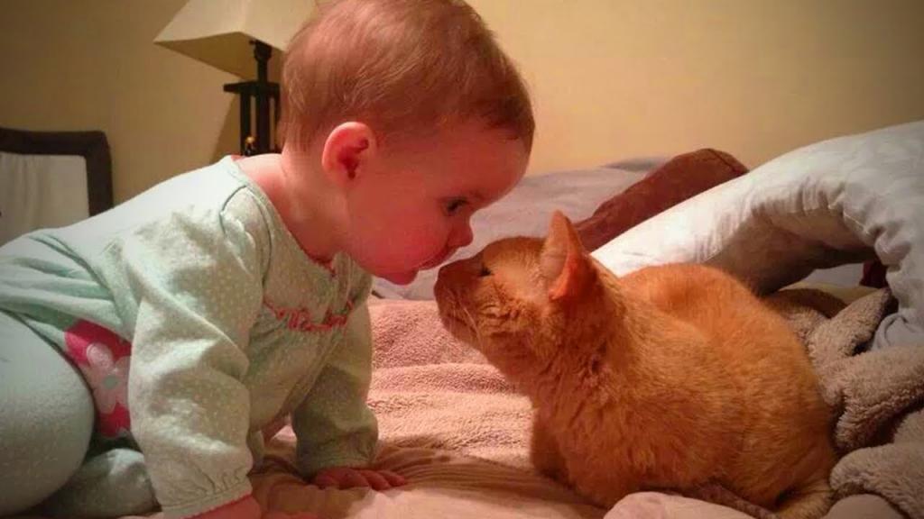 Малышка играет с котом
