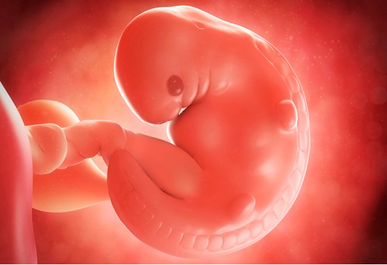 замороженные эмбрионы после эко плюс и минус