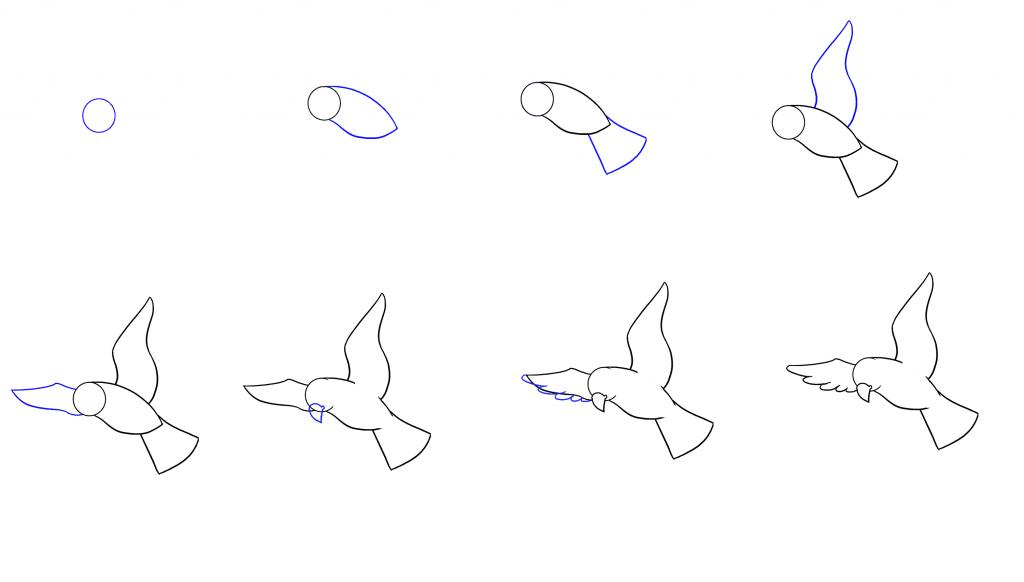 Звуки птицы тутор. Поэтапное рисование птиц. Схема рисования птицы. Этапы рисования птицы. Поэтапное рисование птиц в полете.