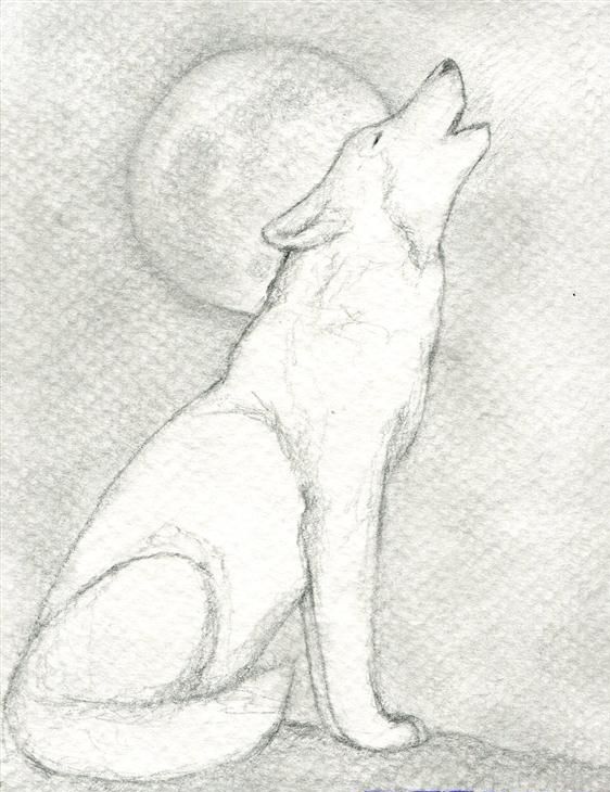 Рисунок воющего на луну волка