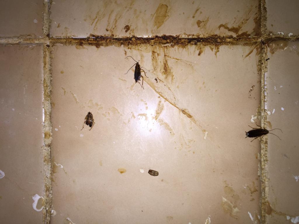 Тараканы на стенах
