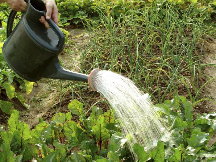 how to water beets with salt water