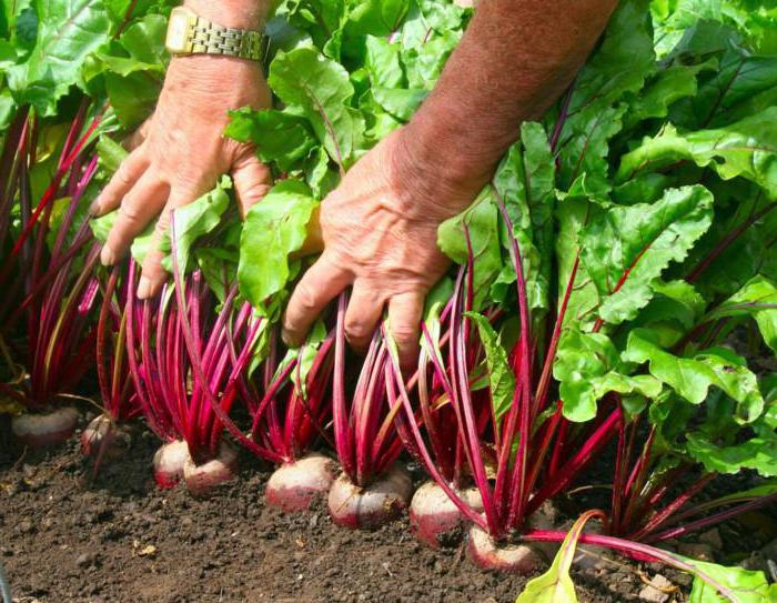 Do I need to water the beets with salt water