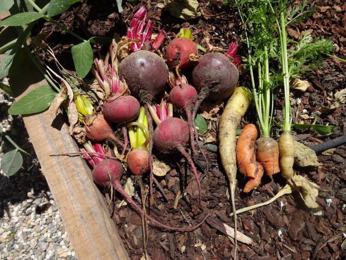 growing beets by irrigation with salt water