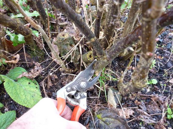 how to prepare blackcurrant bushes for winter