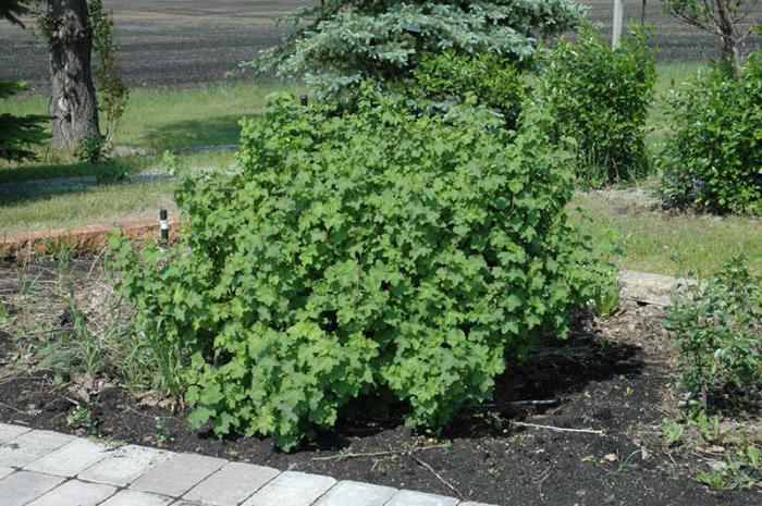 how to prepare currant bushes for winter pruning