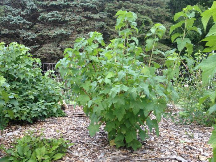 how to prepare currant bushes for winter tillage