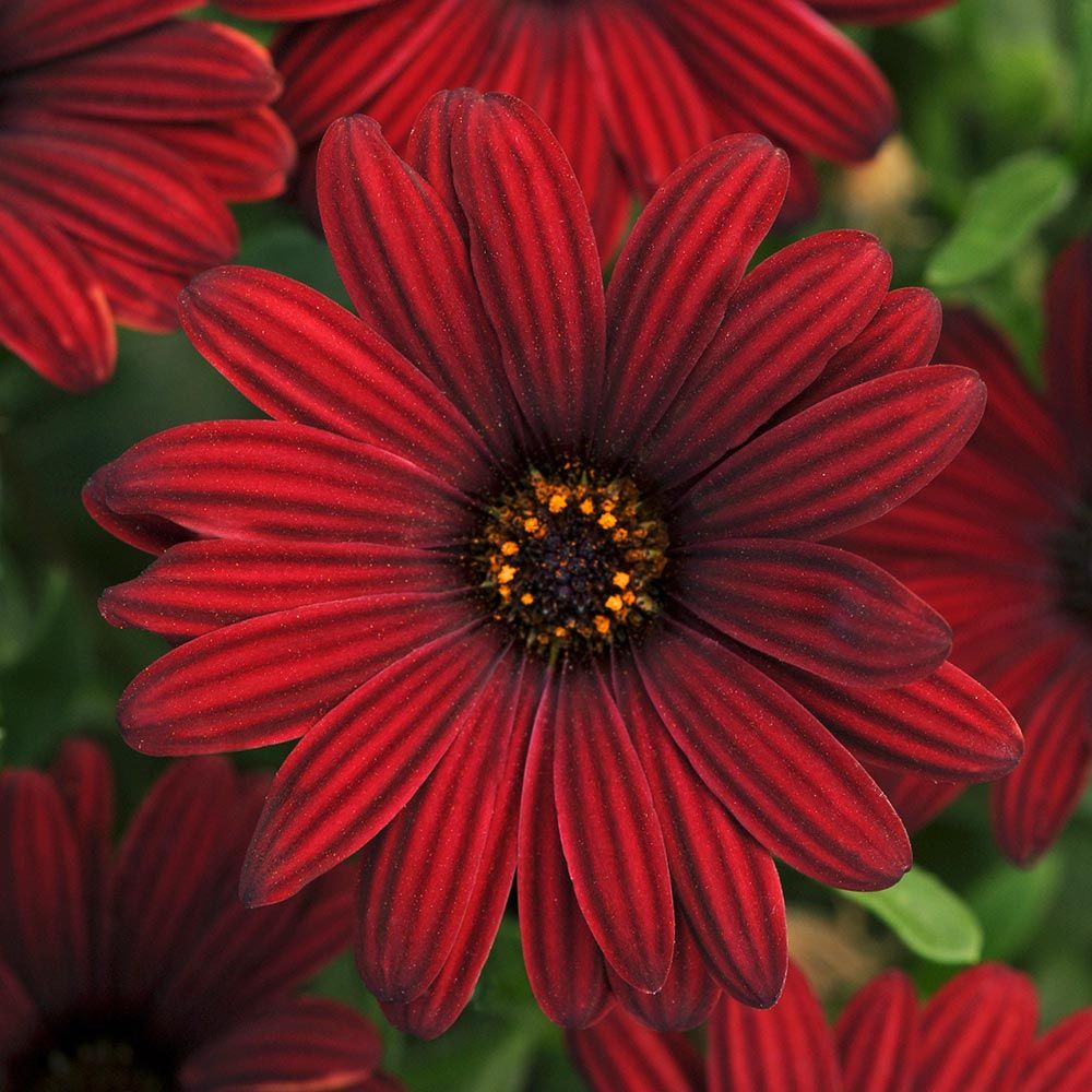 Osteospermum Serenity Red