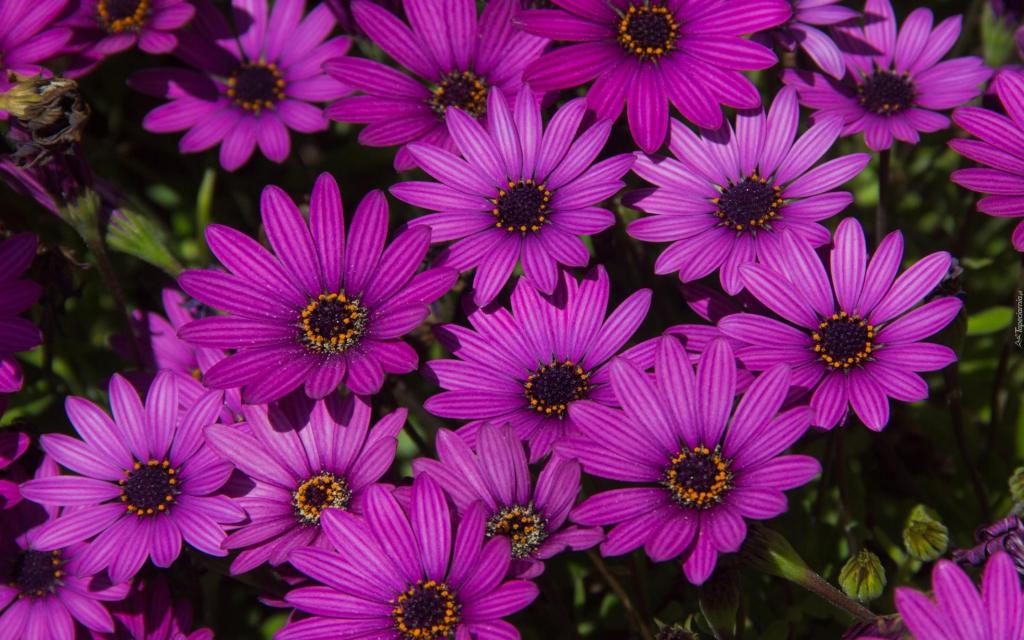 Osteospermum Soprano Purple