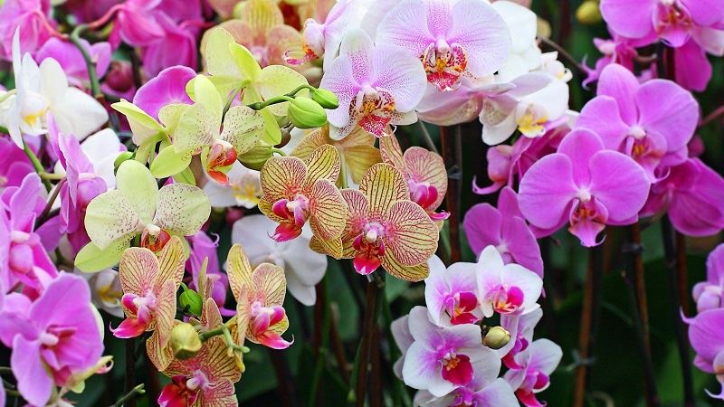 Фото орхидей в хорошем качестве в горшках