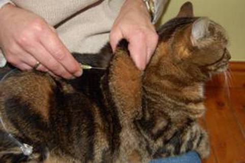 Лечение болезней кошек Форветом