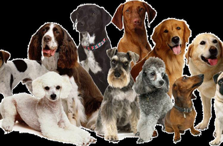 Породы охранных собак с фотографиями и названиями
