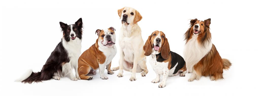 Varieties of medium breeds of dogs