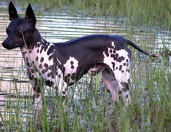 American hairless terrier