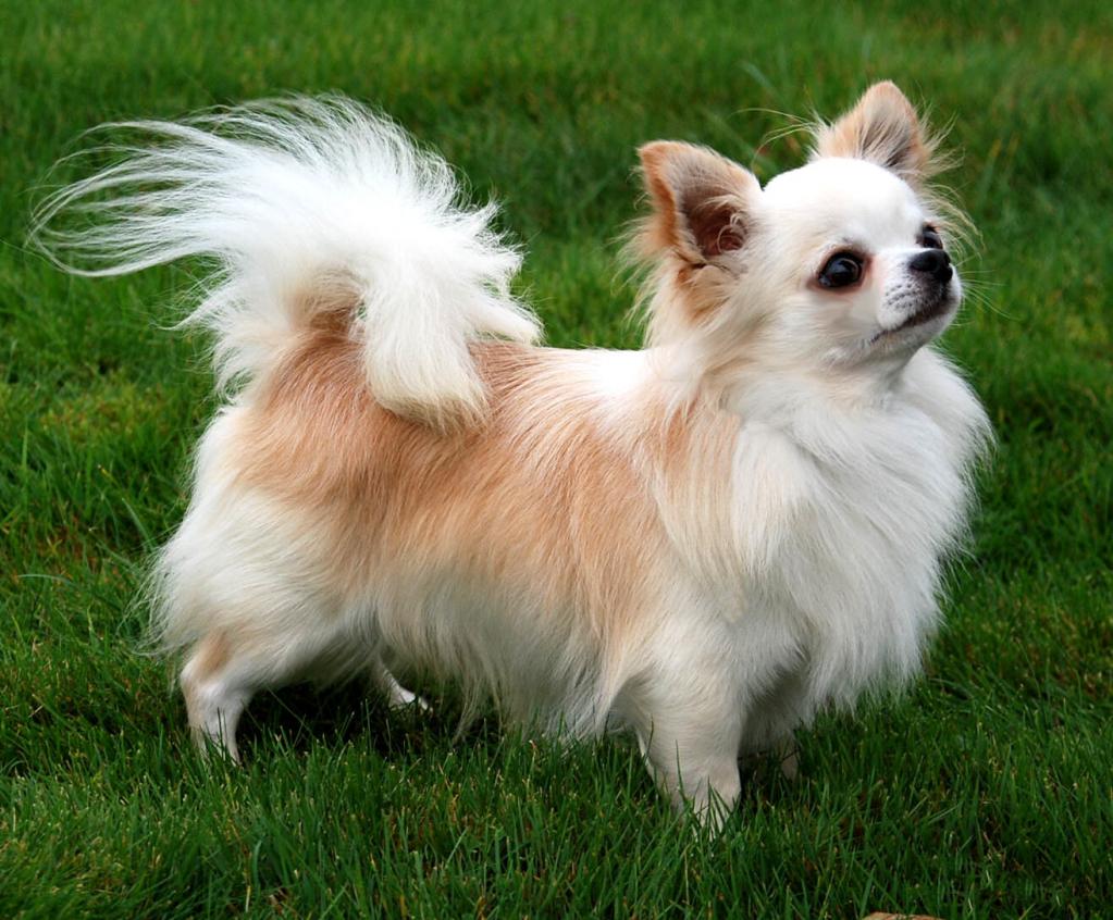 Long haired chihuahua