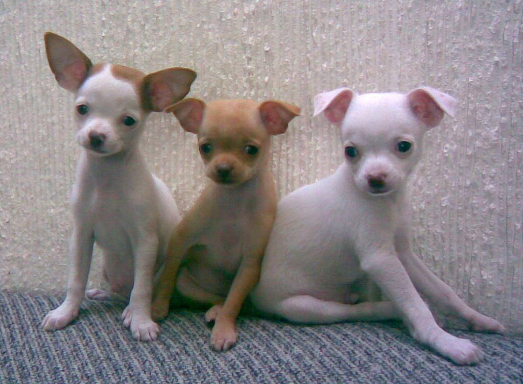 Chihuahua puppies