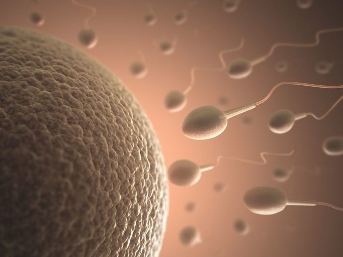 движение сперматозоидов
