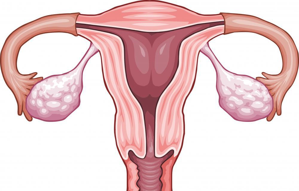 what does the uterus look like