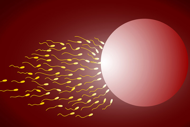яйцеклетка и сперматозоиды