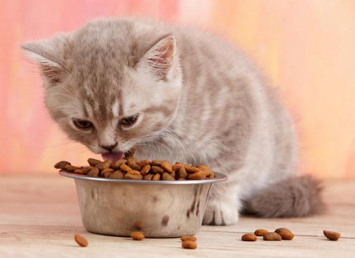 Можно ли кормить котенка кормом для кошек от года thumbnail
