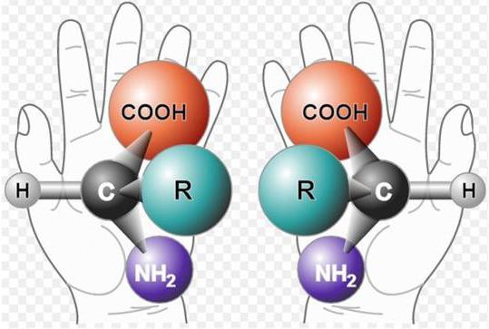 what the isoelectric point of proteins depends on