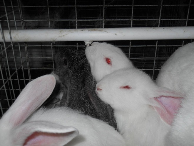 Приучение кроликов к поилке