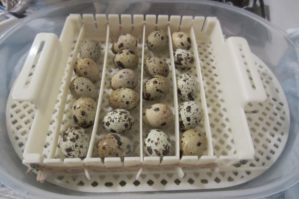 Инкубация перепелиных яиц