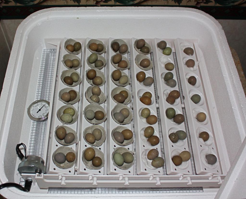 Перепелиные яйца в курином инкубаторе
