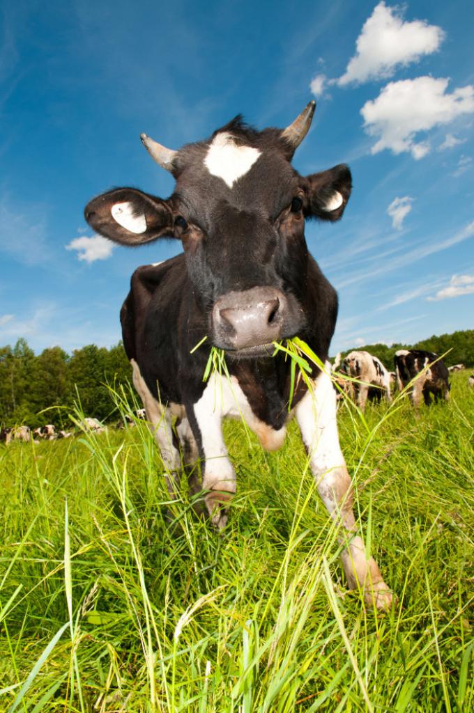 Корова как источник коровяка