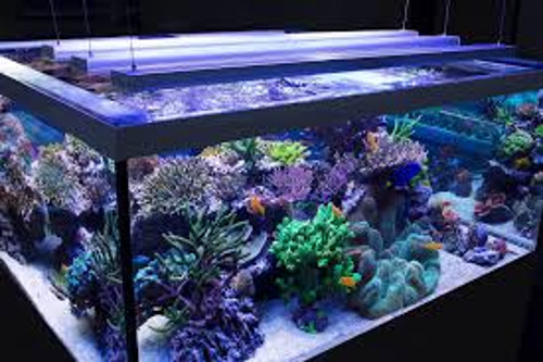 Освещение аквариума люминесцентными лампами
