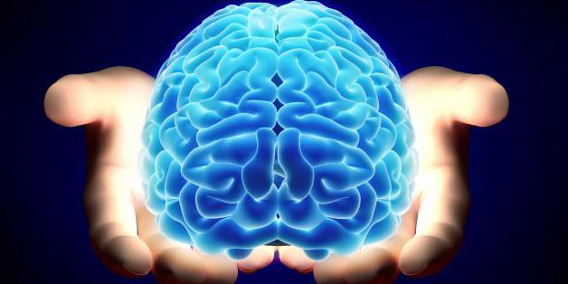 анатомия головного мозга человека