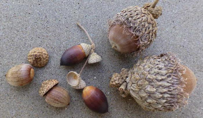 oak acorns when to collect