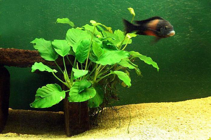 анубиас аквариумное растение
