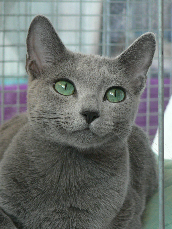 порода кошек сибирская голубая фото