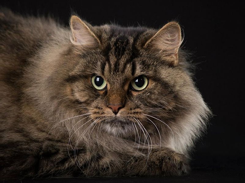 сибирская порода кошек