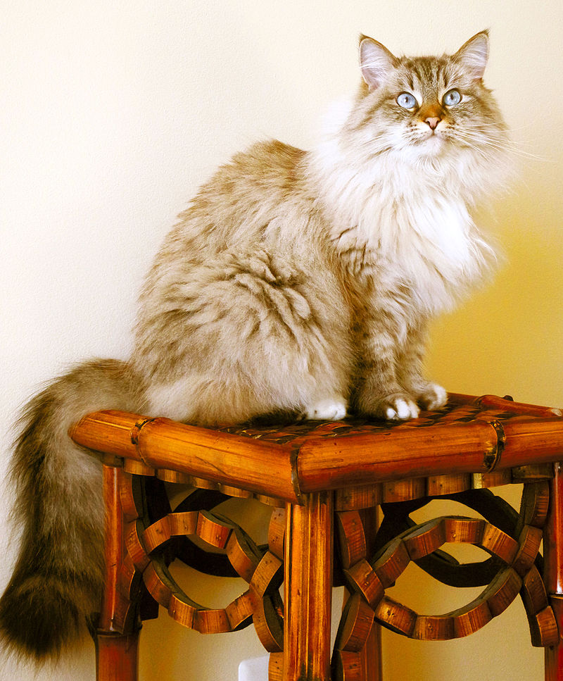 сибирские кошки характеристика породы