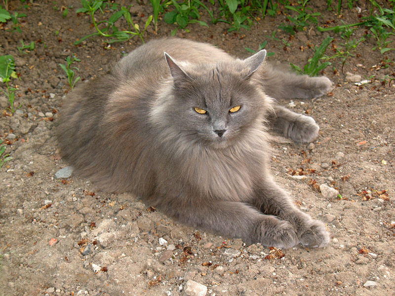 сибирская порода кошек фото и описание