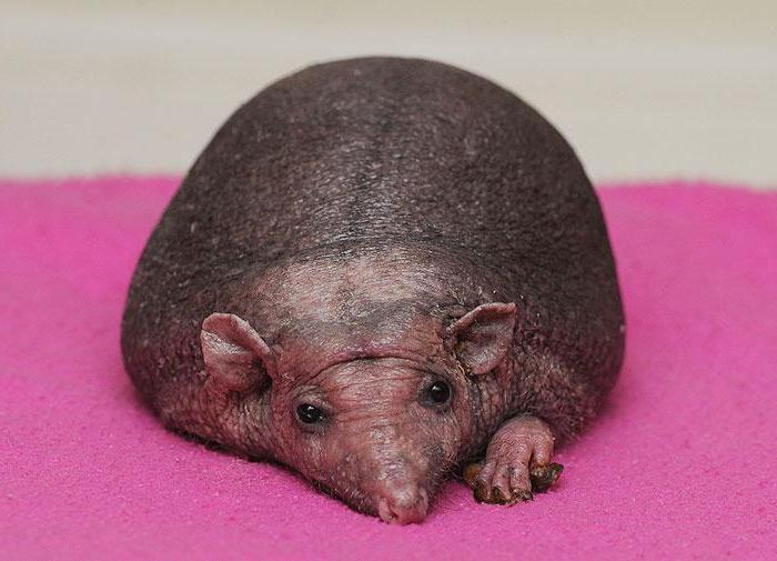 bald hedgehog nelson