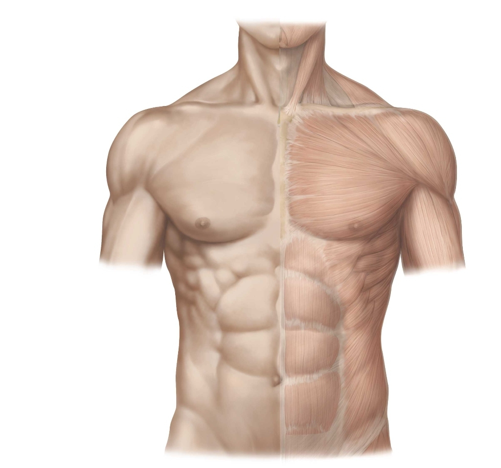 Abdominal oblique training