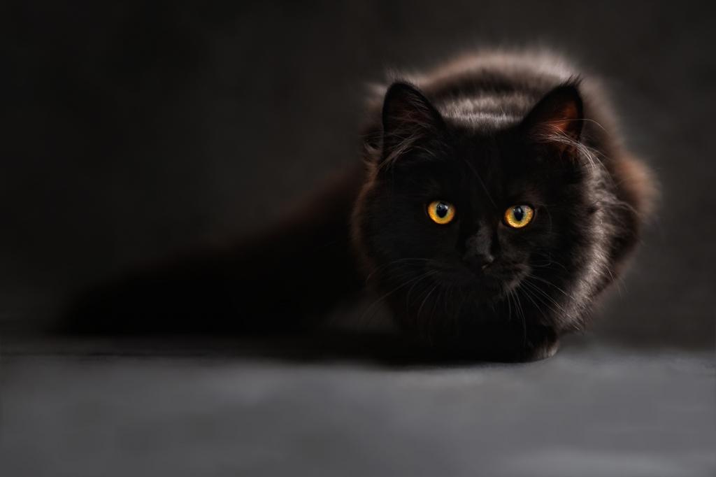 К чему снится черная кошка?
