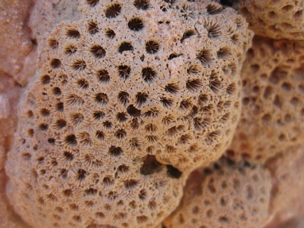 Лечебные свойства коралла