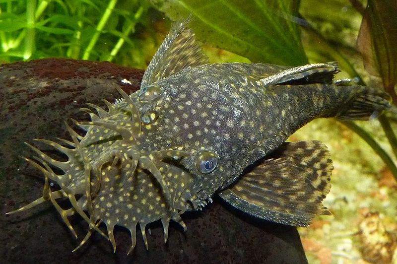 catfish ancistrus compatibility