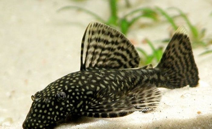 female catfish ancistrus