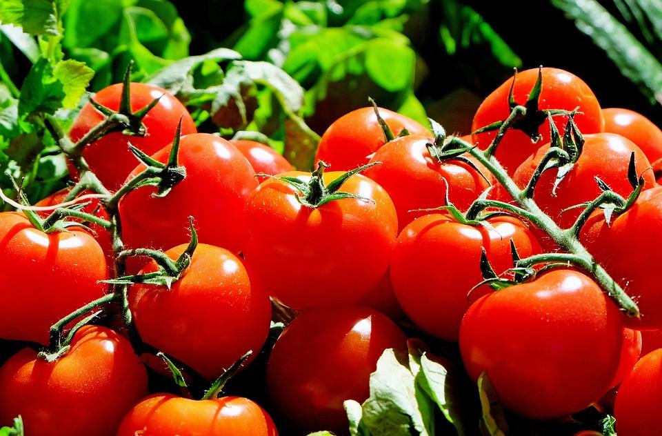 Условия выращивания помидор