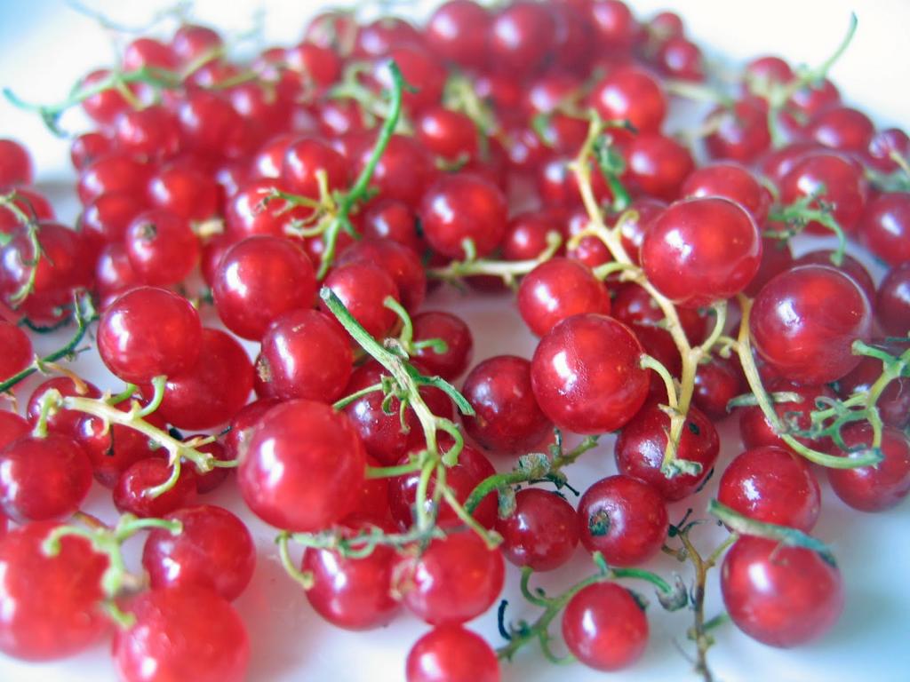 Red currants