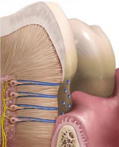 костная ткань зуба