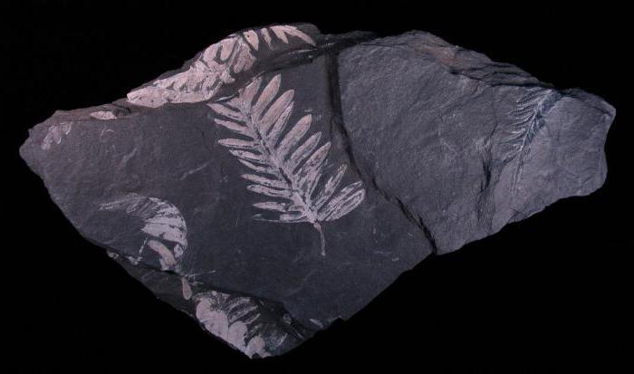 what paleobotany studies