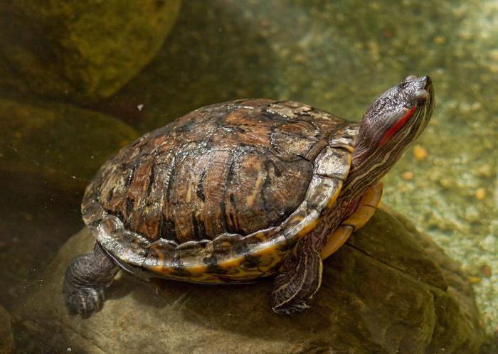 сколько живут красноухие черепахи без воды 